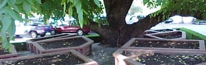 Existing Condition around the Tree