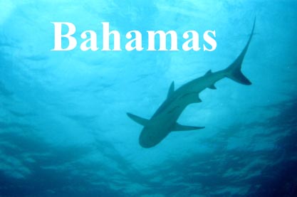 Shark