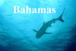 Sharks, Sharks and more Sharks.