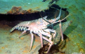 Spiny Lobster