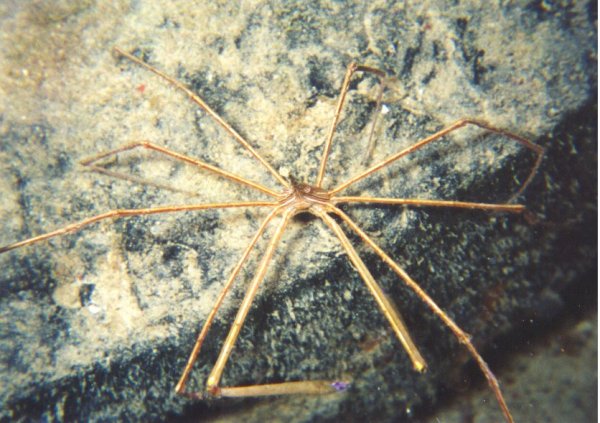 Yellowline Arrow Head Crab