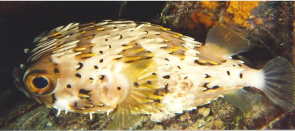 Balloonfish
