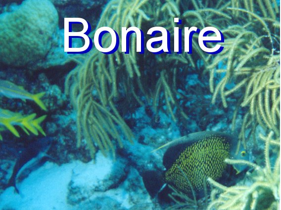 French Angelfish