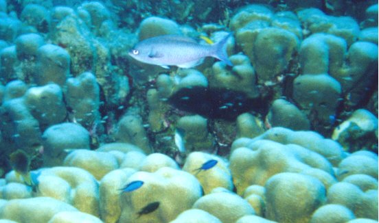 Creole Wrasse