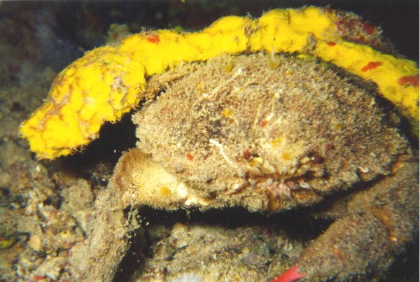 Decorator Crab