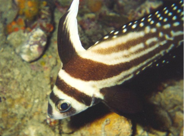 Spotted Drumfish