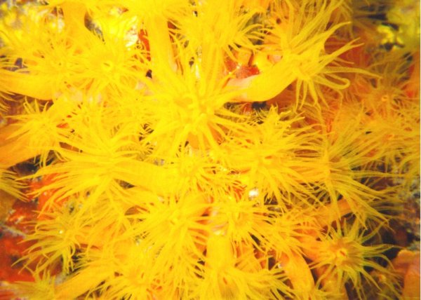 Orange Cup Coral