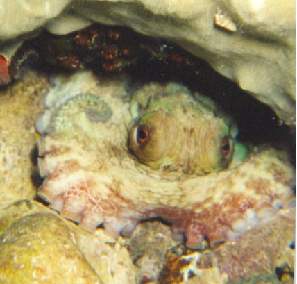 Octopus