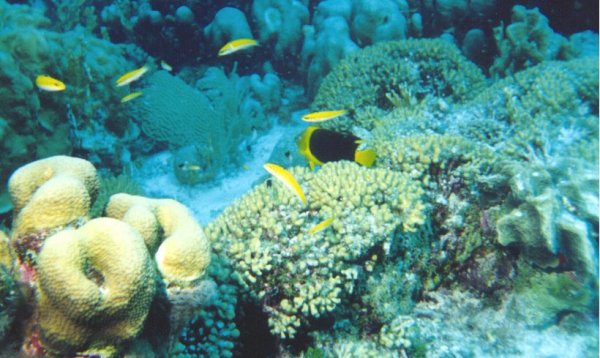 Coral Reef