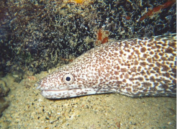 Spotted Moray Eel