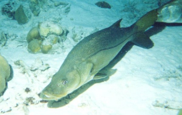 Snook