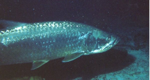 Tarpon