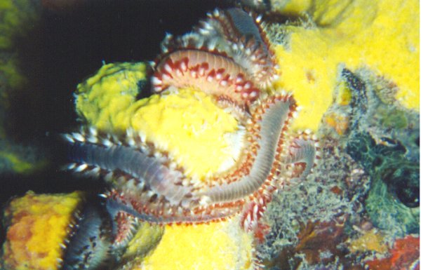 Bearded Fireworms