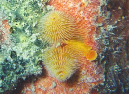 Christmas Tree Worms