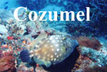 Grab the Tigers Tail in Cozumel Mexico!