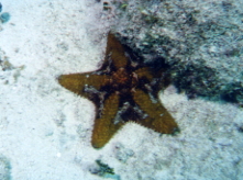 Juvenile