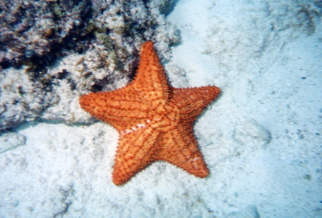 Adult