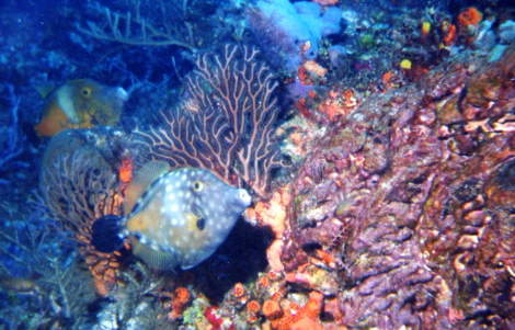 Filefish Pair