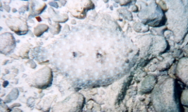 Peacock Flounder