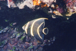 Angelfish