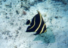Angelfish