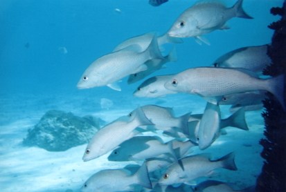 Gray Snappers