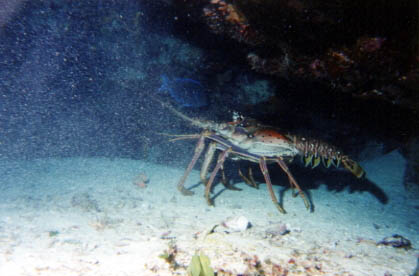 Spiny Lobster