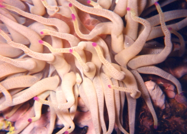 Anemone