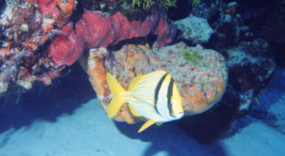 Porkfish