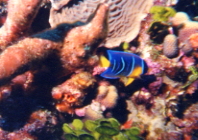 Queen Angelfish