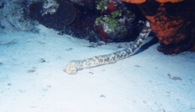 Tiger Tail