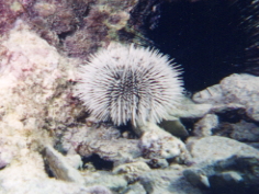 Urchin