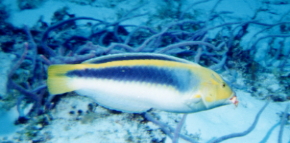 Wrasse