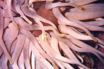 Anemone
