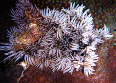 Anemone