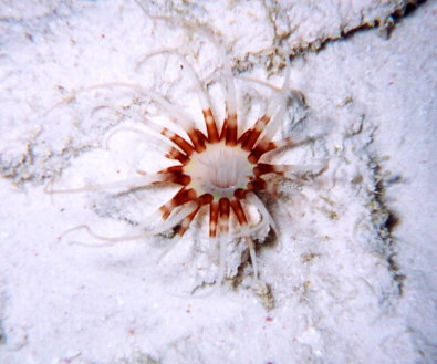 Banded Tube Dwelling Anemone