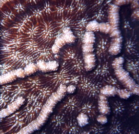 Catus Coral