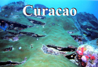 Mountainous Star Coral