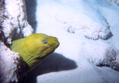 Green Moray Eel