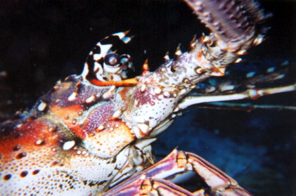 Spiny Lobster