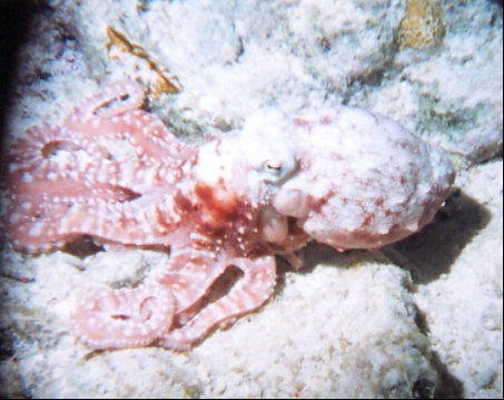 Octopus