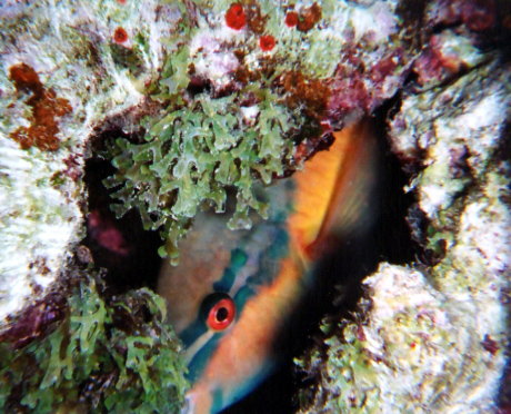 Parrot Fish