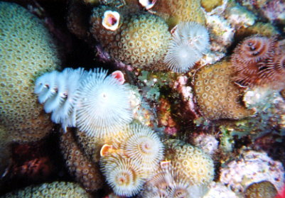 Christmas Tree Worms