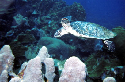 Hawksbill Turtle