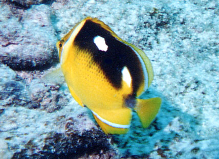 Fourspot Butterflyfish