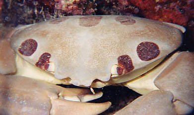 7-11 Crab