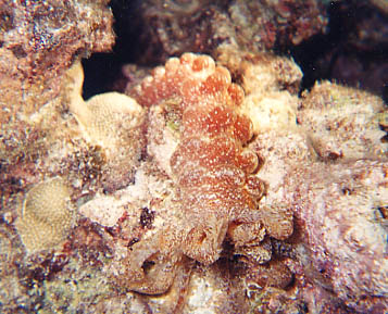 Sea Cucumber
