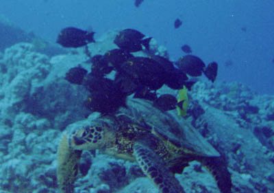 Turtle Cleaning Station