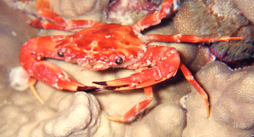 Red Swimming Crab