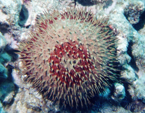 Crown-of-Thorns